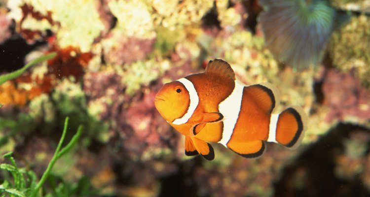 O peixe-palhaço é um habitante típico dos recifes de corais