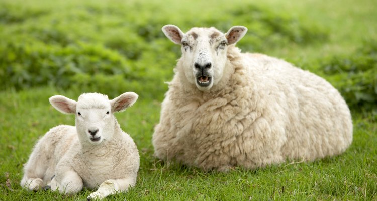 The fleece from sheep is a common material for blankets, sweaters and coats.