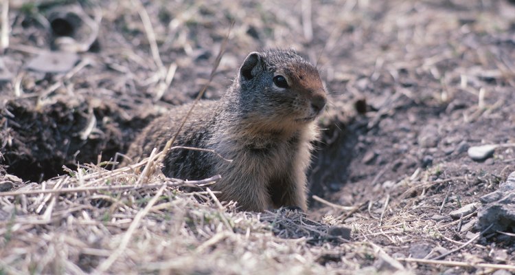 Las trampas de jaula se utilizan comúnmente para eliminar a los animales que se han convertido en plagas.