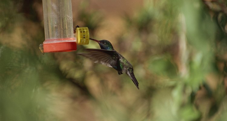 Las disoluciones transparentes son mejores para los comederos de colibríes.