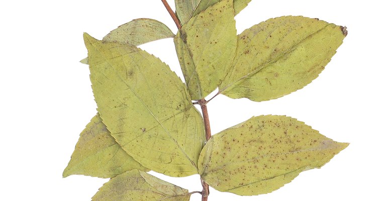 For best results, dry a snowball flower similarly to a hydrangea blossom.