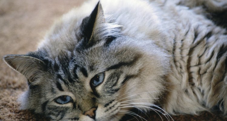 Gato.