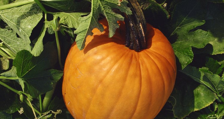 Pumpkins in garden