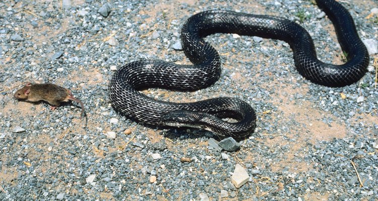 Las serpientes negras benefician a los agricultores al alimentarse de los roedores.