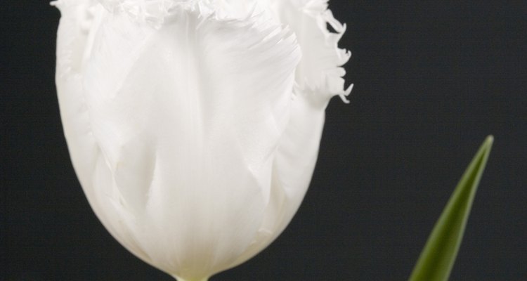 Una delicada flor de tulipán blanco con flecos.