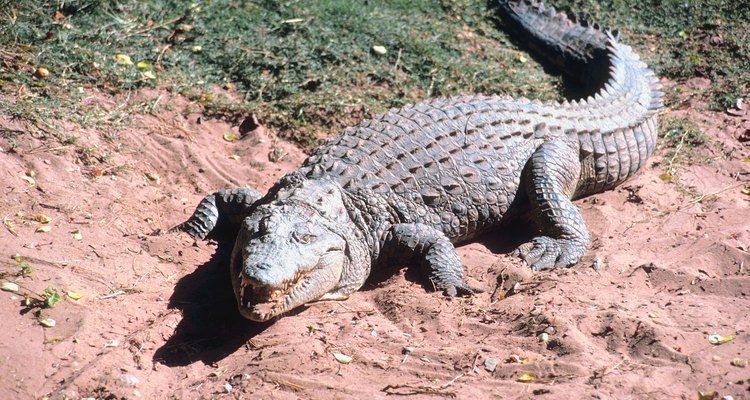 Machos tendem a ser maiores que as fêmeas em todas as subespécies de crocodilos