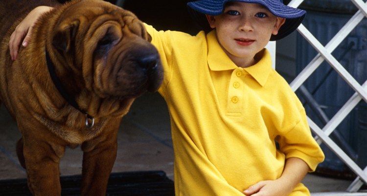 Tome algumas precauções para que seu cão não sofra com o calor