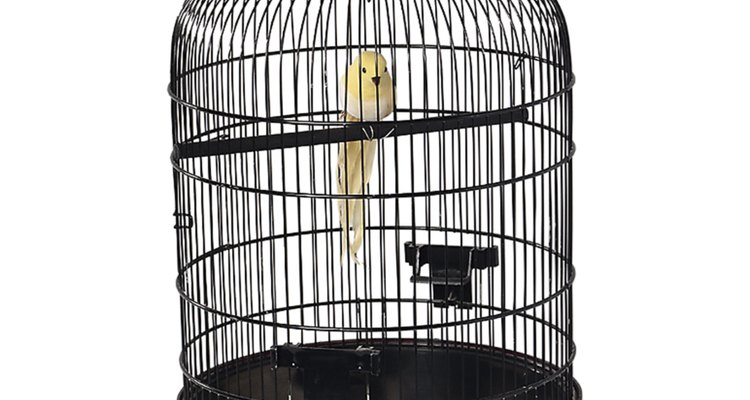 Los canarios macho cantan mejor cuando están en una jaula individual.