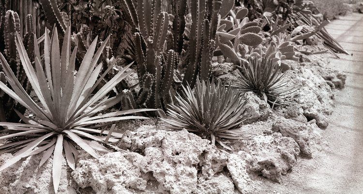 Siembra masiva de cactus y otras plantas suculentas.