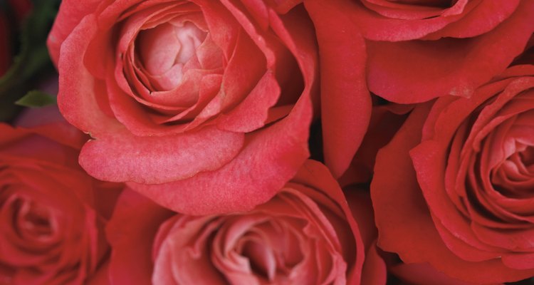 Las rosas son la flor de la pasión, mientras que los rubíes son las gemas del amor.