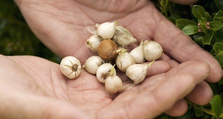 Las cebollas plateadas pueden ser plantadas desde bulbos durante la temporada de verano.