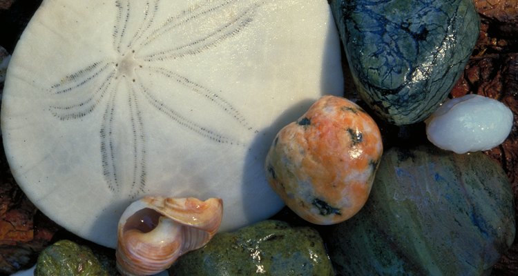 Polishing fossils makes them easier to view in detail.