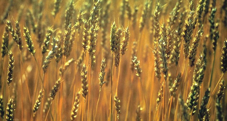 El trigo está entre los cultivos más populares del mundo.