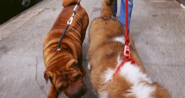 Haz que tu perro sociabilice con otros.