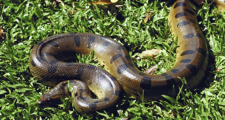 Odores fortes podem fazer as cobras fugirem de uma área temporariamente