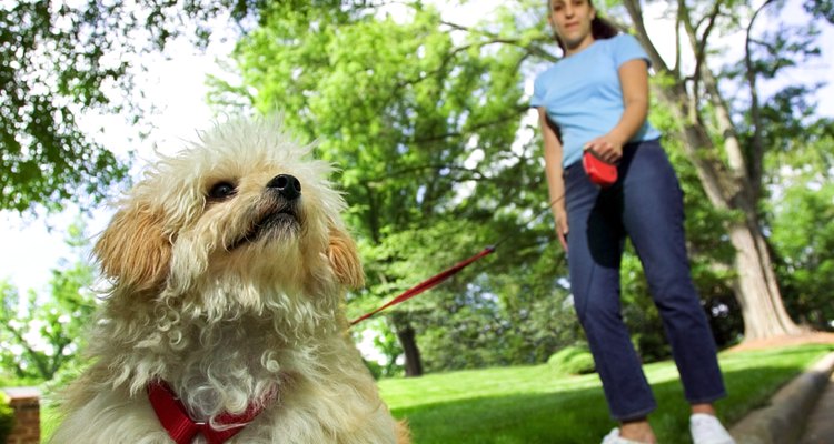 A dog harness will give owners greater control over larger breeds.