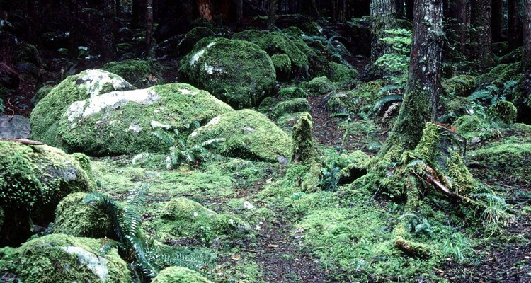 O chão da floresta tropical é quase sempre escuro e úmido