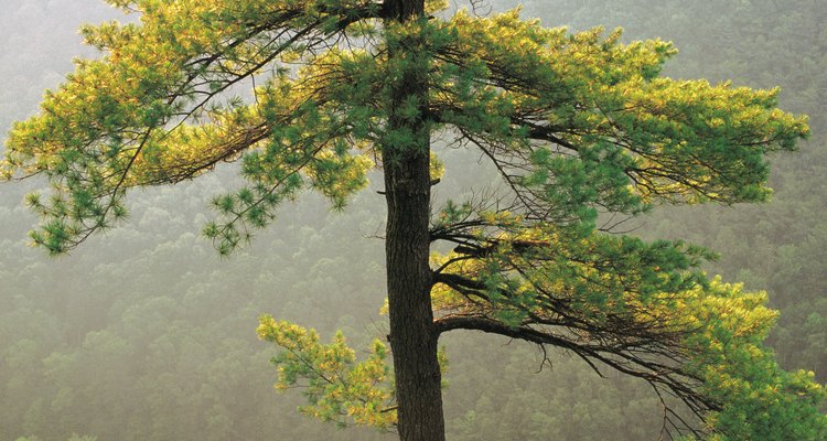 The larch turns golden yellow in fall before the plant loses its needles.