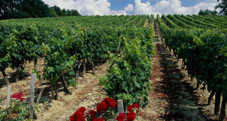 Vineyard, Bordeaux, France