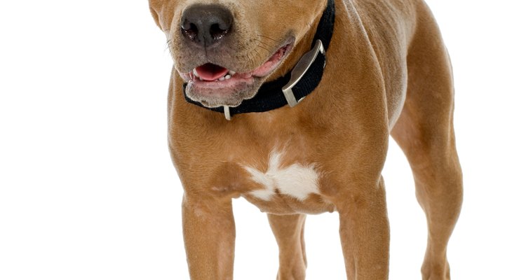El pitbull terrier americano tiene pelo corto y una contextura fornida.