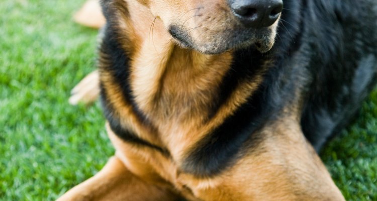 Existen un montón de cremas y lociones fácilmente disponibles para ayudar a prevenir la picazón en tu perro.