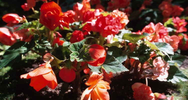 When Do Begonias Bloom - when do begonias bloom uk