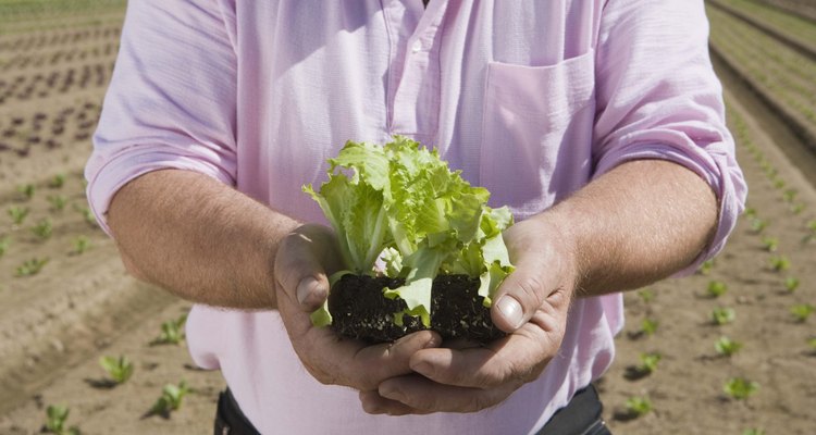 Controla el índice de germinación de las plantas de lechuga haciéndolas germinar en papel de cocina.