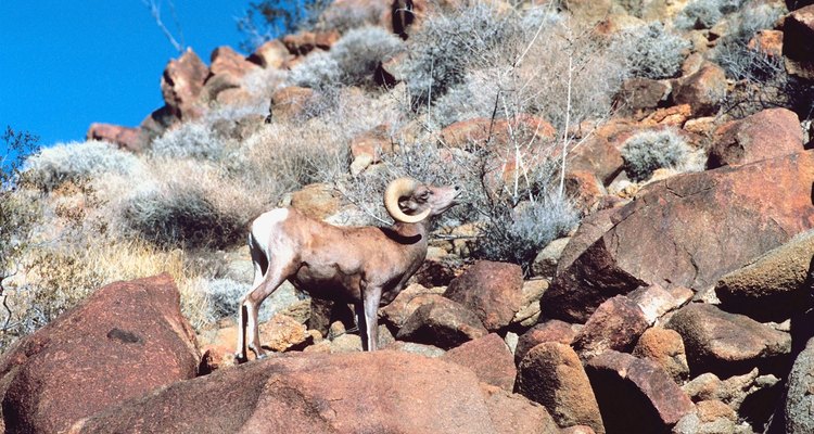Es posible que veas un cimarrón del desierto durante una excursión cerca de Topock.