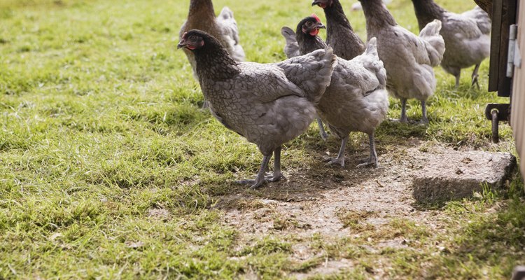 Off season fowl grazing may help to prevent blueberry maggots.