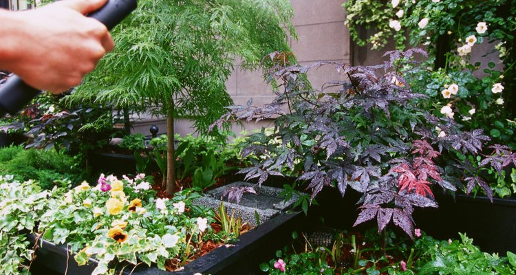 Dale a tus plantas de acelga una pulgada (2,54 cm) de agua por semana.