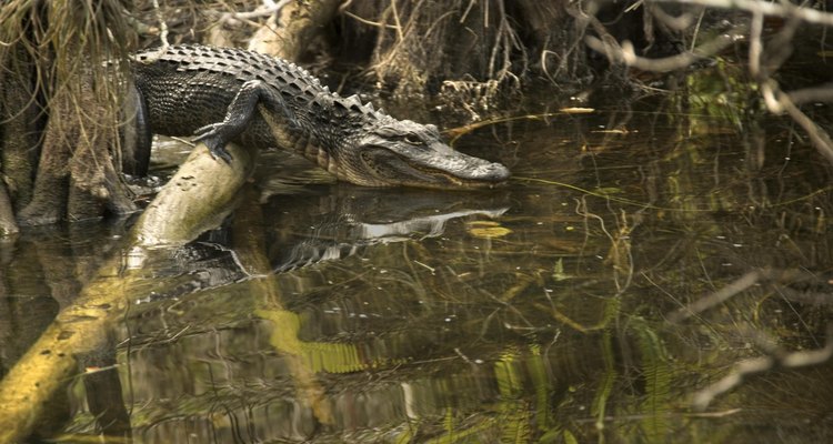 Ten precaución pues algunas de las visitas en los campamentos primitivos son inesperadas.
