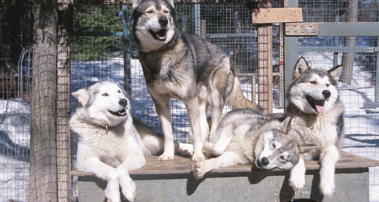 Los hiskies siberianos son perros robustos criados para la resistencia en lugar de para la fuerza bruta.