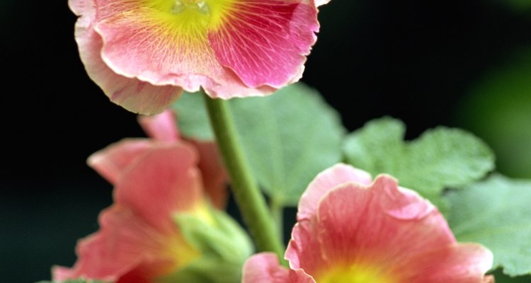 Colourful hollyhock blooms entice growers to plant them in gardens.