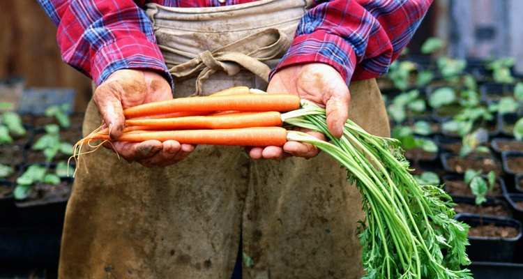 Las zanahorias usan poca profundidad de suelos.