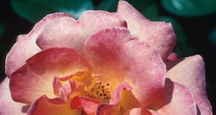 Mantén los ácaros bajo control para tener hermosas rosas.