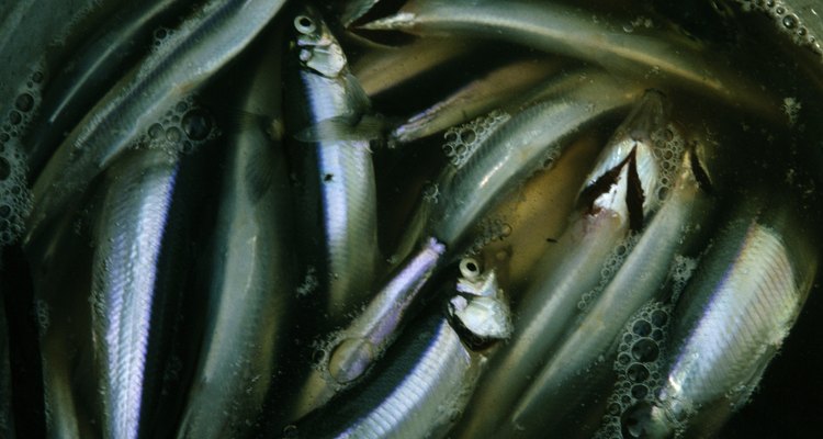 O arenque, um peixe de água fria, é abindante em ácidos graxos de Ômega 3