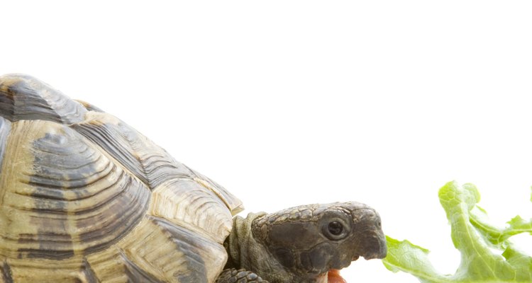 Las tortugas son vegetarianas y prefieren comida fresca.