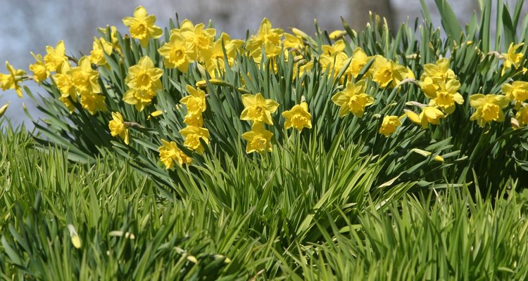 Narciso-amarelo