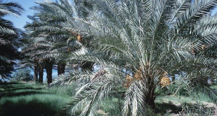 La palmera datilera enana, que es una versión en miniatura de las palmeras más grandes, es otro importante purificador de aire.