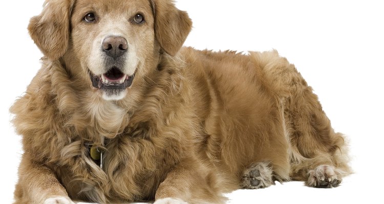 Una dieta de carne cruda puede dañar a tu perro.