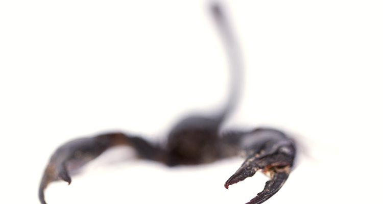 The deathstalker scorpion can be deadly to children and the elderly in particular.