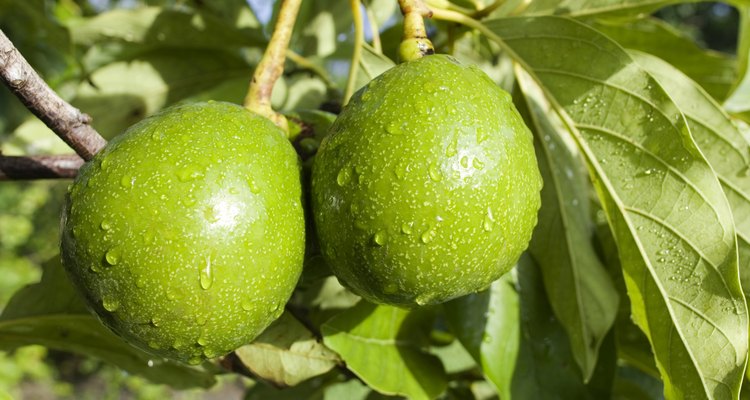 Como saber se o abacateiro vai dar fruta?