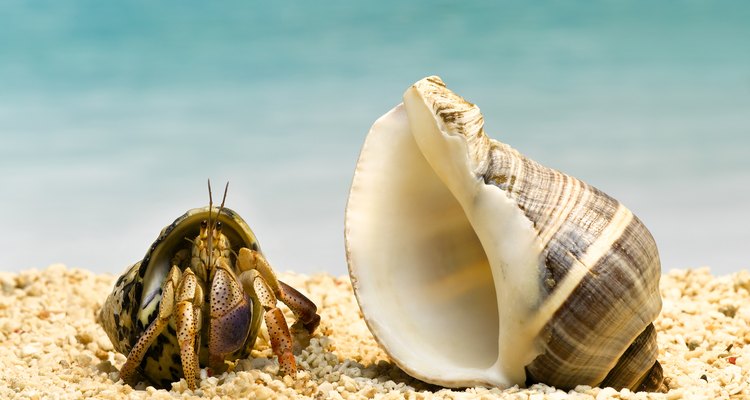 Algunas especies de cangrejos necesitan alimentos especiales o suplementos para mantenerse saludables como mascotas.