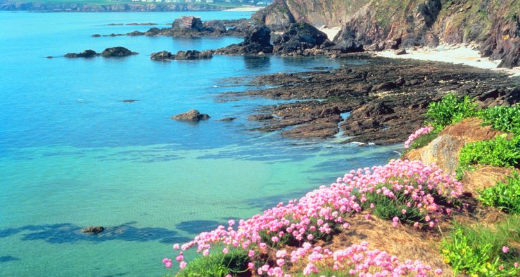 Las plantas que crecen en la playa deben ser tolerantes a la sal y al viento.