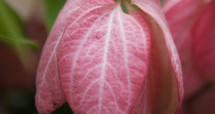 Some rainforest flowers grow high up in the forest canopy.
