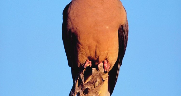 A rola-carpideira é a espécie de pombo mais comum da América do Norte