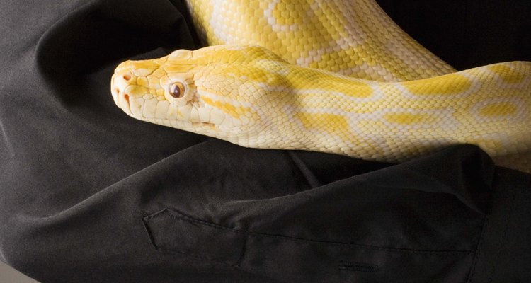 Serpiente amarilla puede referirse a muchas variedades de serpiente.