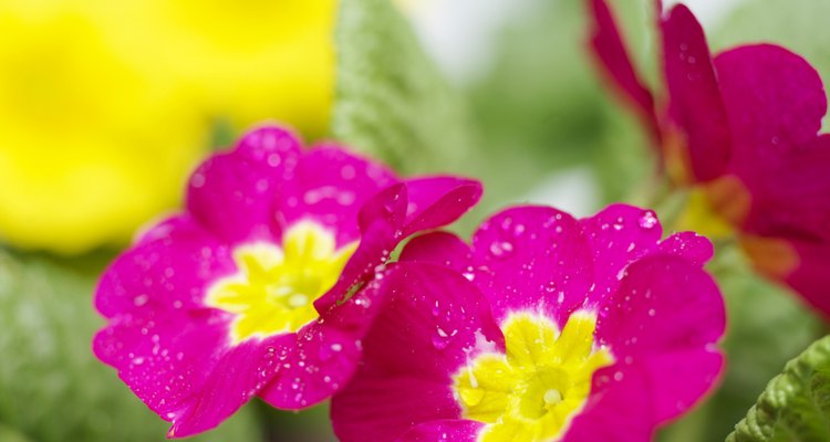 Primroses do not experience many pest problems.