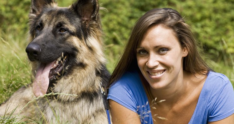 O CCA também descreve o pastor alemão como "um animal de estimação familiar leal e um bom cão de guarda"