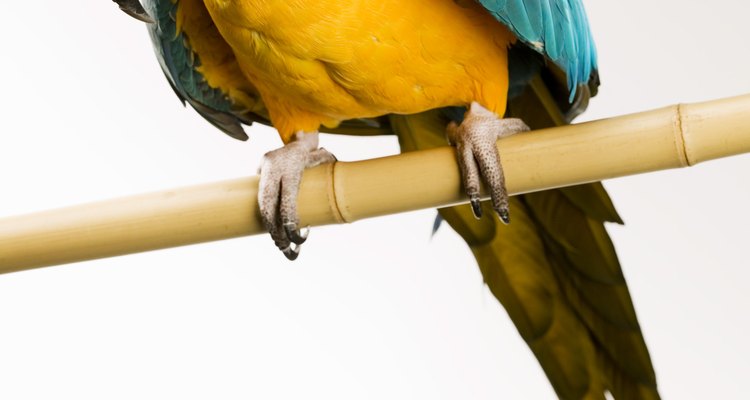 Parrot